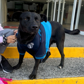  | Raza Mestizo, cruza de Labrador con American Pitbull Terrier | Encontrado