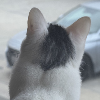 TENSHI | Raza Doméstico Américano de Pelo Corto | Perdida