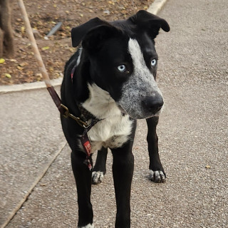  | Raza Mestiza, cruza de American Pitbull Terrier | Encontrada