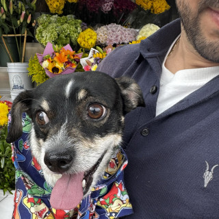 | Raza Mestizo, cruza de Chihuahua | Final Feliz