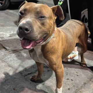  | Raza American Pitbull Terrier | Encontrado