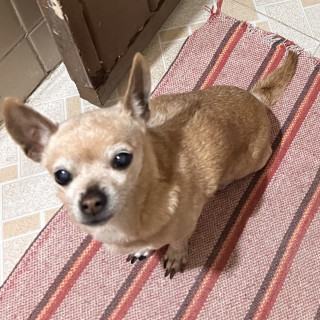 CRAZY | Raza Chihuahua | Perdida