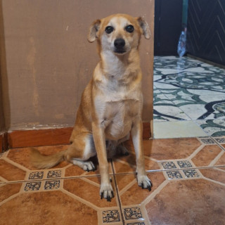 CANELA | Raza Mestiza, cruza de Chihuahua | Perdida