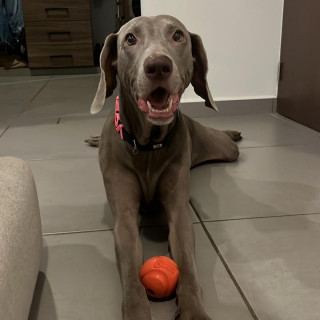 VOLTA | Raza Weimaraner  | Final Feliz