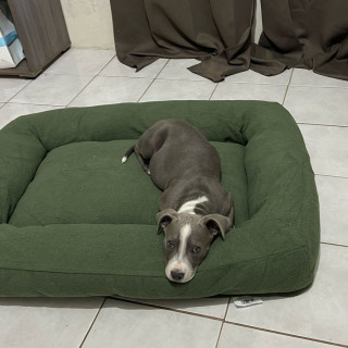 DOBY | Raza American Pitbull Terrier | Final Feliz