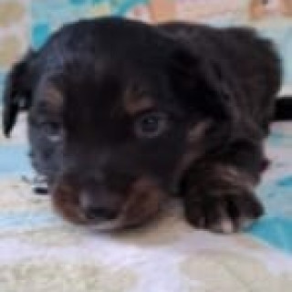 HERMOSO CACHORRITO | Raza Mestizo | En Adopción