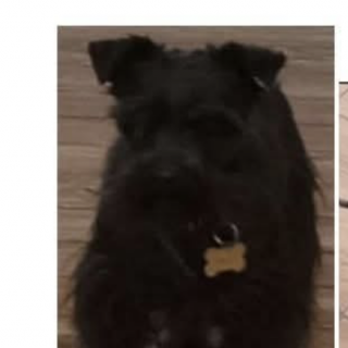 BOND | Raza Schnauzer Miniatura  | Final Feliz