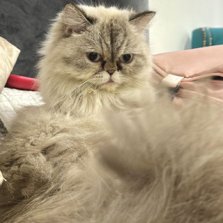 RAMONA | Raza Persa | Perdida