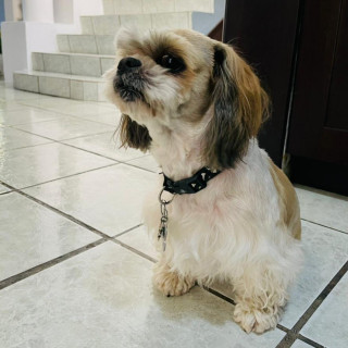 HACHI | Raza Shih Tzu  | Perdido