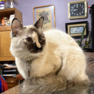 BELLATRIX O BELLA | Raza Balinés punto Calicó | Perdida