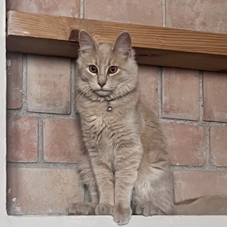 TIMO | Raza Doméstico Americano de pelo semilargo | Perdido