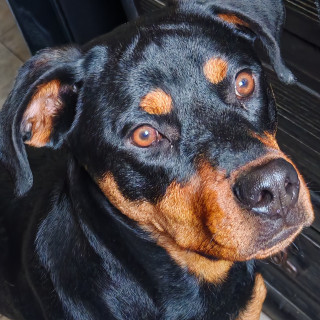  | Raza Rottweiler | Encontrada