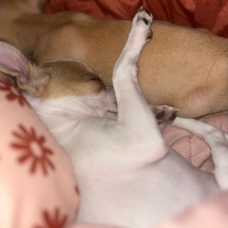 LUCKY Y CANELA | Raza Chihuahua | Perdida