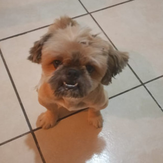 NICKY | Raza Shih Tzu  | Perdido