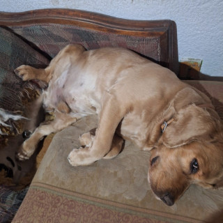 MOKA | Raza Cocker Spaniel | Perdido