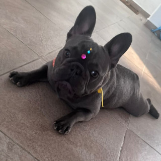 BLUEY | Raza Bulldog Francés  | Perdida