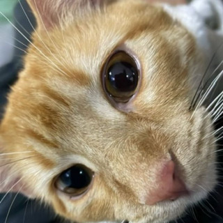 RITHA | Raza Doméstico Américano de Pelo Corto | Final Feliz