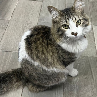 LUCKY | Raza Doméstico Americano de pelo semilargo | Perdido