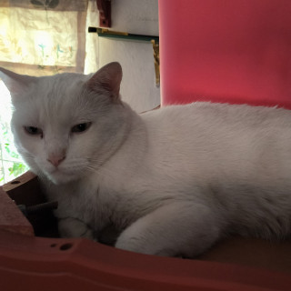 MOSH | Raza Khao Manee | En Adopción