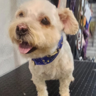DUCKY | Raza Mestizo, cruza de French Poodle | Perdido