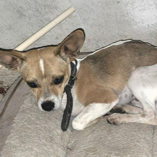 TOBY | Raza Mestizo, cruza de Chihuahua | Perdido