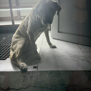  | Raza Mestizo, cruza de Labrador con American Pitbull Terrier | Encontrado