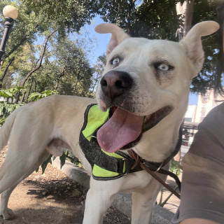  | Raza Mestizo, cruza de American Pitbull Terrier | Encontrado