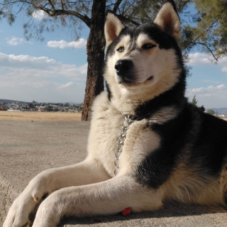 MAX | Raza Husky Siberiano | Perdido