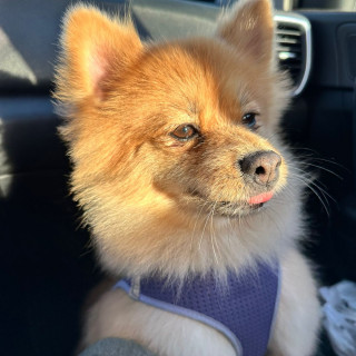 MARLUI | Raza Pomerania | Final Feliz