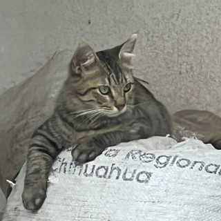 LOCKY | Raza Doméstico Américano de Pelo Largo | Perdido