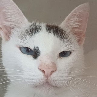 ÁNGEL | Raza Doméstico Américano de Pelo Corto | Perdido