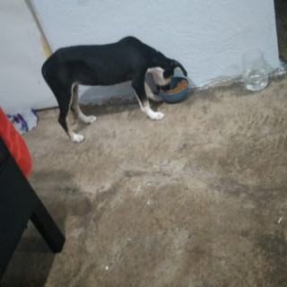 MOFFIN | Raza Mestiza | Perdida