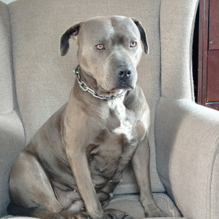Foto de GRIZZLY