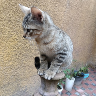 PINTO | Raza Doméstico Américano de Pelo Corto | En Adopción