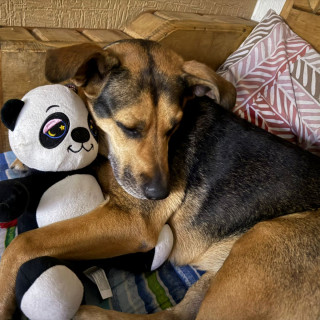 KIARA O PIPIS | Raza Mestiza, cruza de Pastor Alemán | Final Feliz