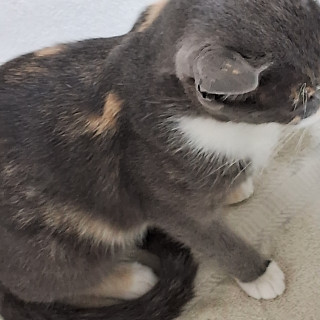 LUNA | Raza Calicó de pelo corto | Perdida