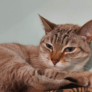 YEIK | Raza Aslan o Siamés moderno, punto tabby | Perdido