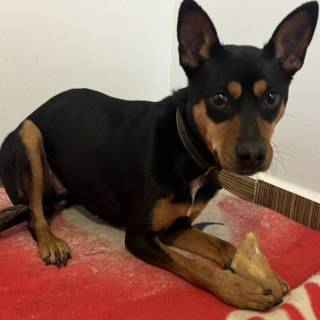  | Raza Mestiza | Encontrada