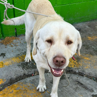  | Raza Labrador  | Encontrado