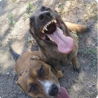 ROCKO Y TEQUILA | Raza Pastor Belga Malinois y Mestizo, cruza de American Pitbull Terrier | Perdido