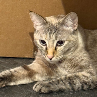 HUATONA | Raza Doméstico Américano de Pelo Corto | Final Feliz