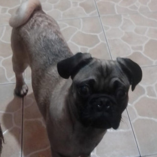 BRUNO | Raza Pug o Carlin | Perdido