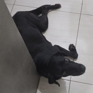 CUBA | Raza Mestiza, cruza de Labrador | Perdida