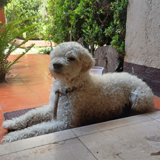  | Raza French Poodle o Caniche | Encontrado