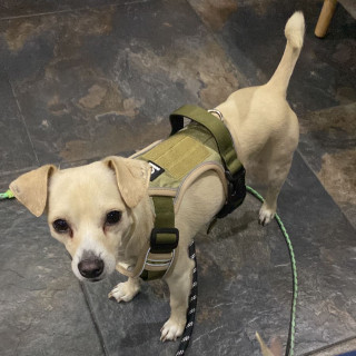 NACHITO | Raza Chihuahua | Perdido