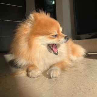 LUCY | Raza Pomerania | Perdida
