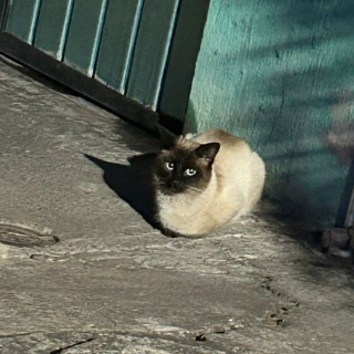 Foto de HEROSO GATITO