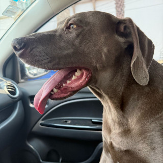  | Raza Weimaraner  | Encontrado