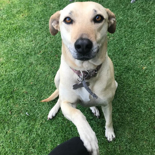 PENNY | Raza Mestiza, cruza de Labrador | Perdida