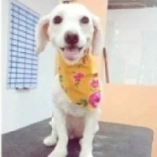 LUNA | Raza Mestiza | Perdida